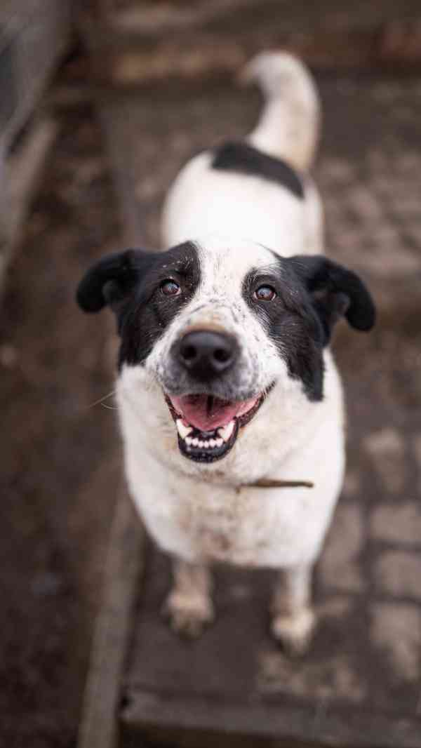 Dorotka - hodná mazlivá holka, kříženka pastevce, 3 roky - foto 1