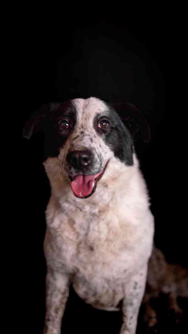 Dorotka - hodná mazlivá holka, kříženka pastevce, 3 roky - foto 5