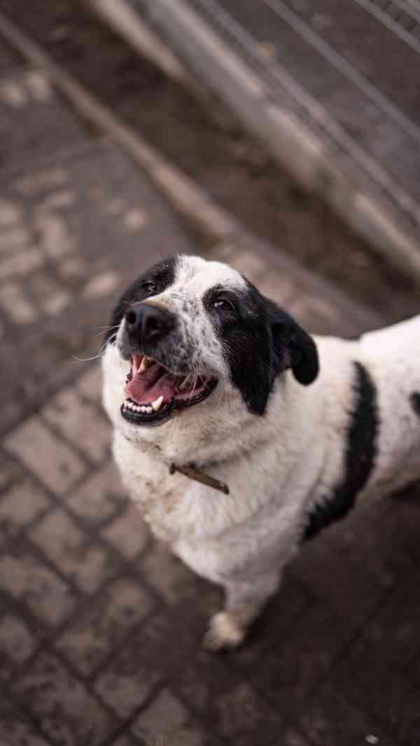 Dorotka - hodná mazlivá holka, kříženka pastevce, 3 roky - foto 2