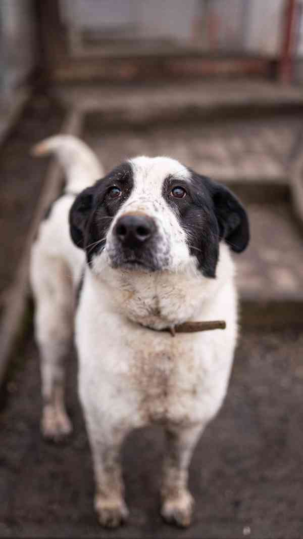 Dorotka - hodná mazlivá holka, kříženka pastevce, 3 roky - foto 3