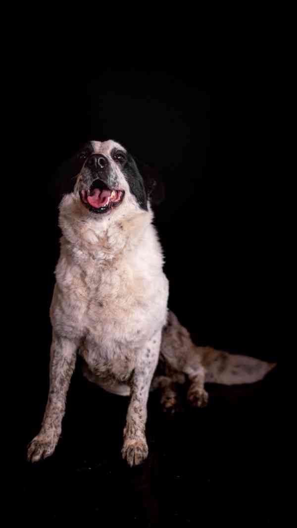 Dorotka - hodná mazlivá holka, kříženka pastevce, 3 roky - foto 6