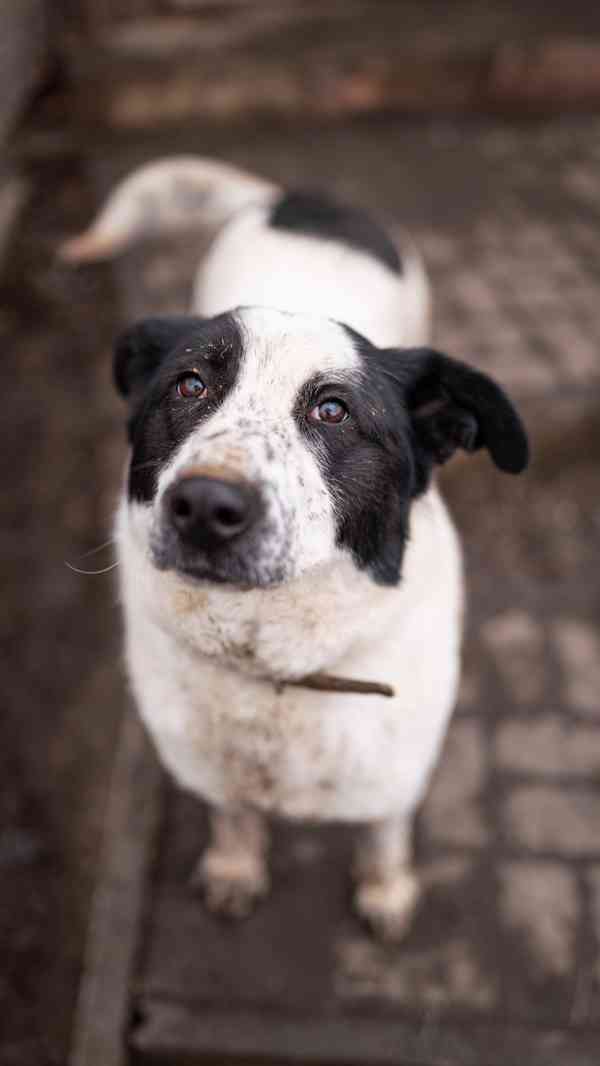 Dorotka - hodná mazlivá holka, kříženka pastevce, 3 roky - foto 11