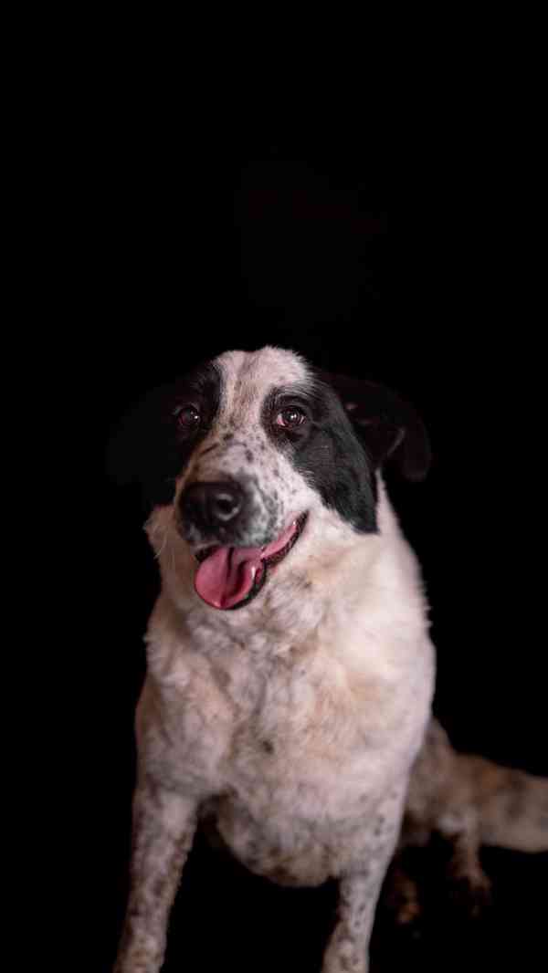 Dorotka - hodná mazlivá holka, kříženka pastevce, 3 roky - foto 7