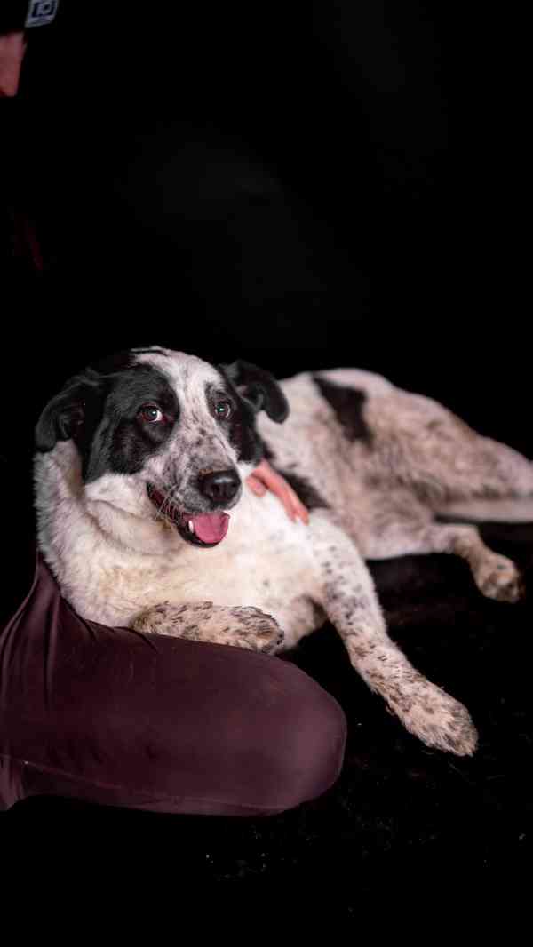 Dorotka - hodná mazlivá holka, kříženka pastevce, 3 roky - foto 10