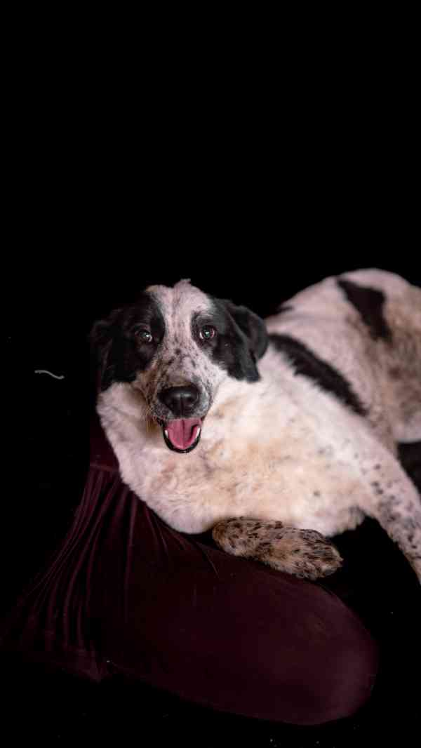 Dorotka - hodná mazlivá holka, kříženka pastevce, 3 roky - foto 8