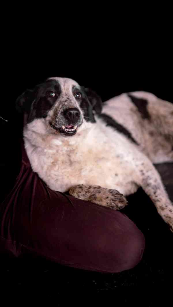 Dorotka - hodná mazlivá holka, kříženka pastevce, 3 roky - foto 9