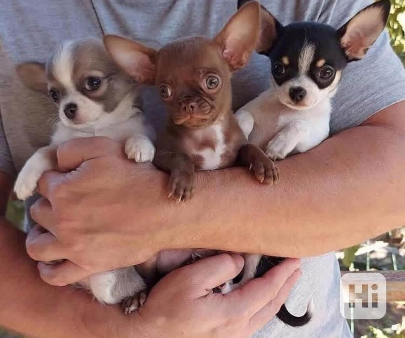 Mini štěňátka Čivava s PP - foto 1