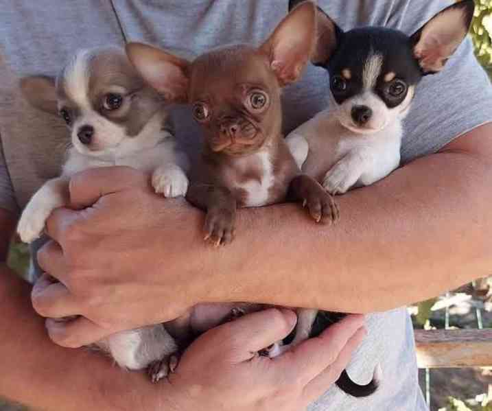 Mini štěňátka Čivava s PP - foto 1