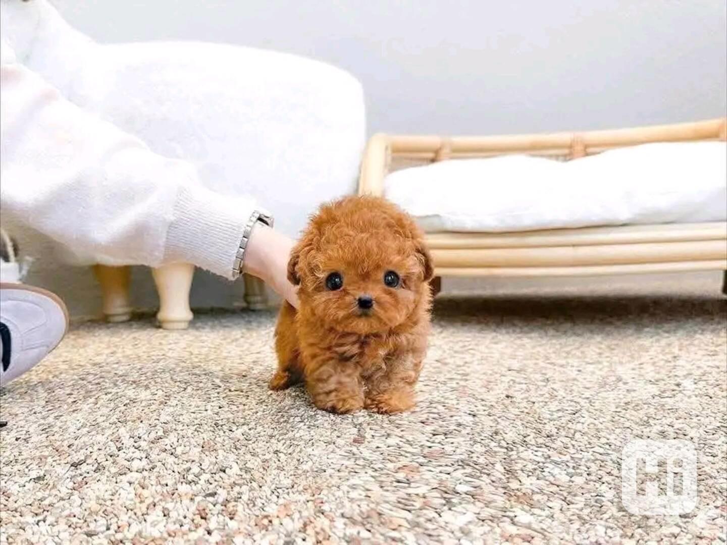Poodle puppy  - foto 1