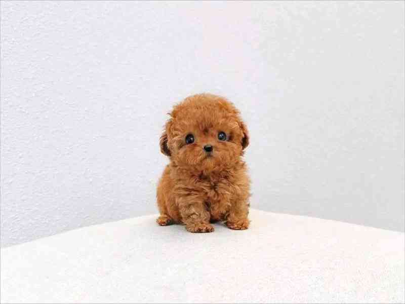 Poodle puppy  - foto 3