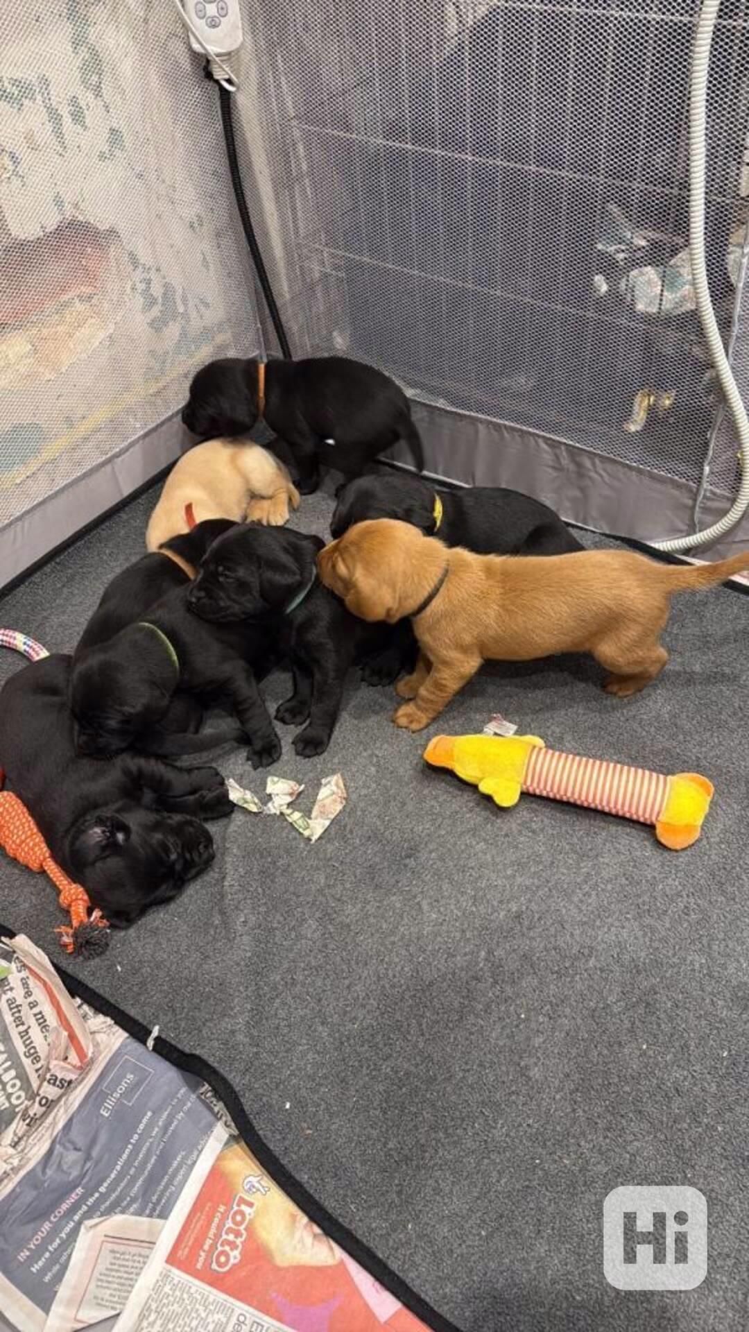 Nabídka štěňat labradorského retrievera - foto 1