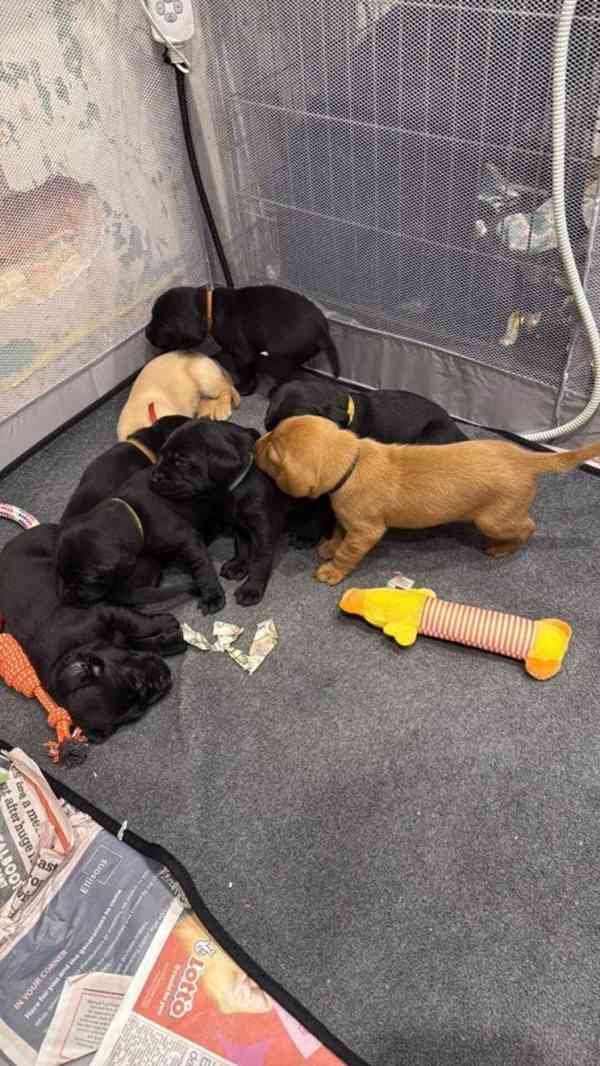 Nabídka štěňat labradorského retrievera - foto 1