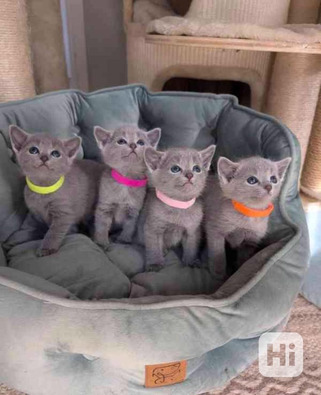 Roztomilá a bezplatná ruská modrá koťátka k bezplatné adopci - foto 1