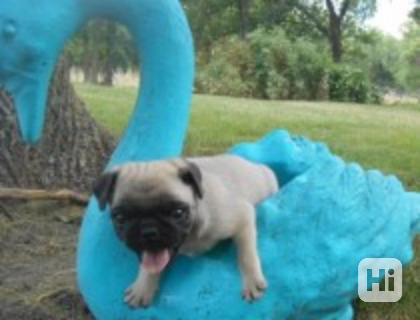 Štěňata mopse plemene Pagal Ibile, samec a samice. - foto 1