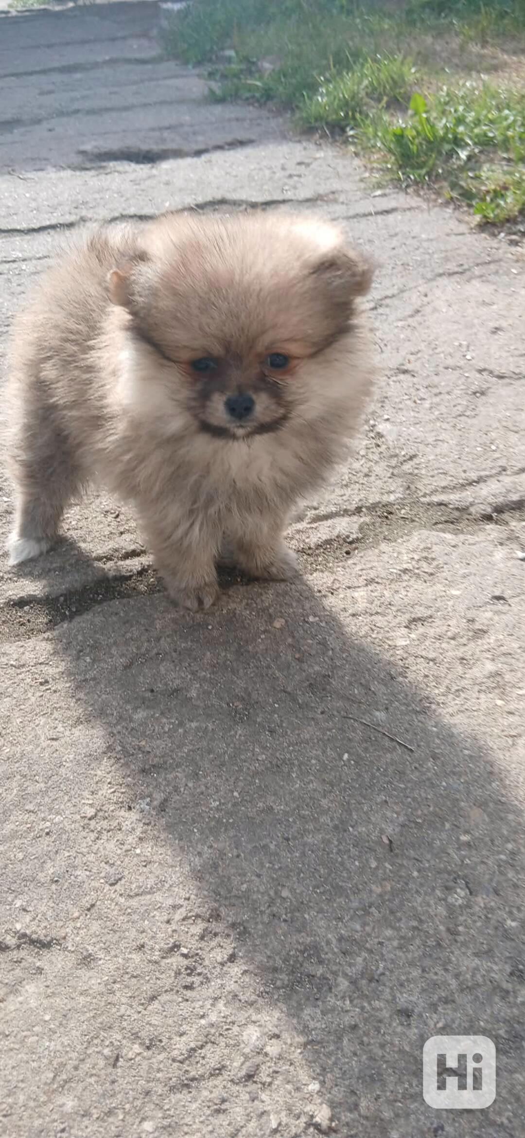 Pomeranian holčička - foto 1