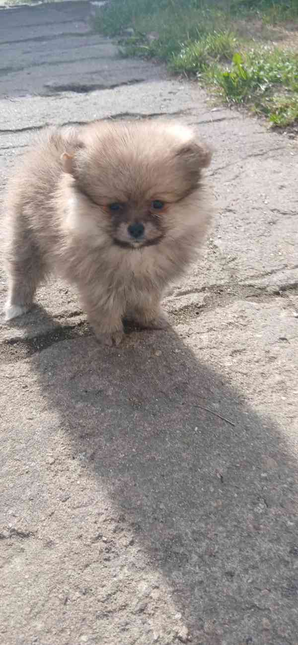 Pomeranian holčička
