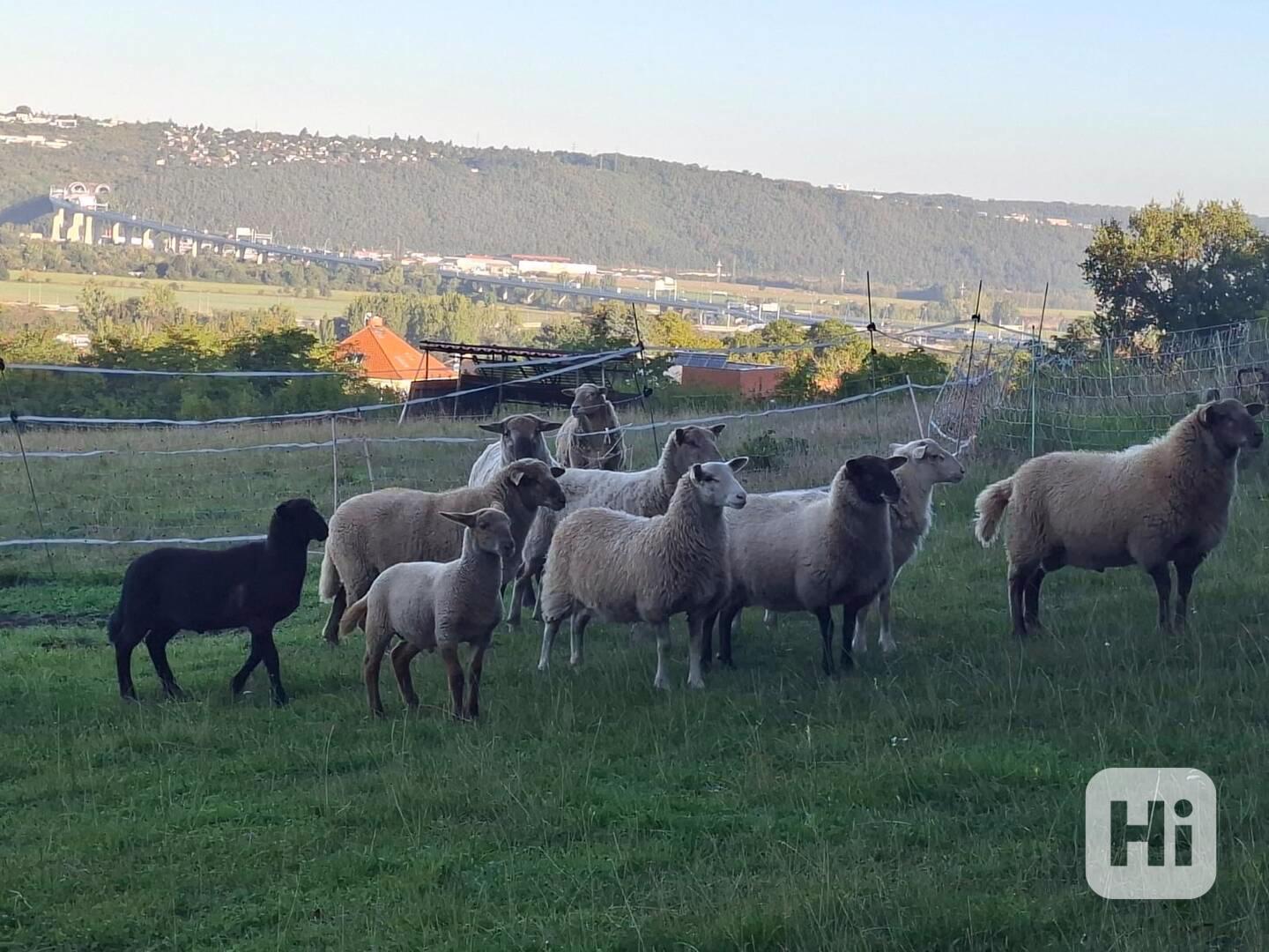 prodám letošní jehňata - foto 1