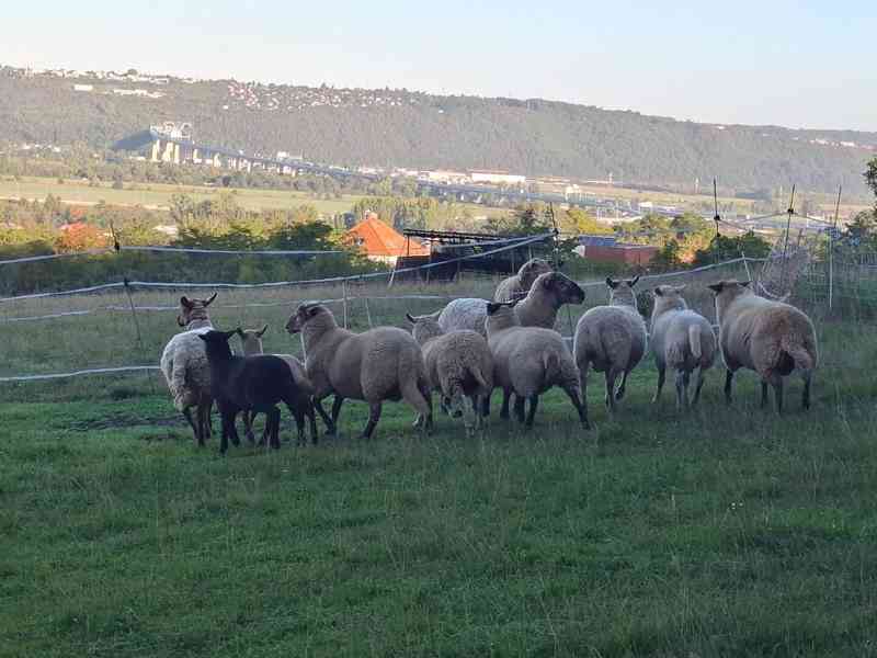prodám letošní jehňata - foto 2