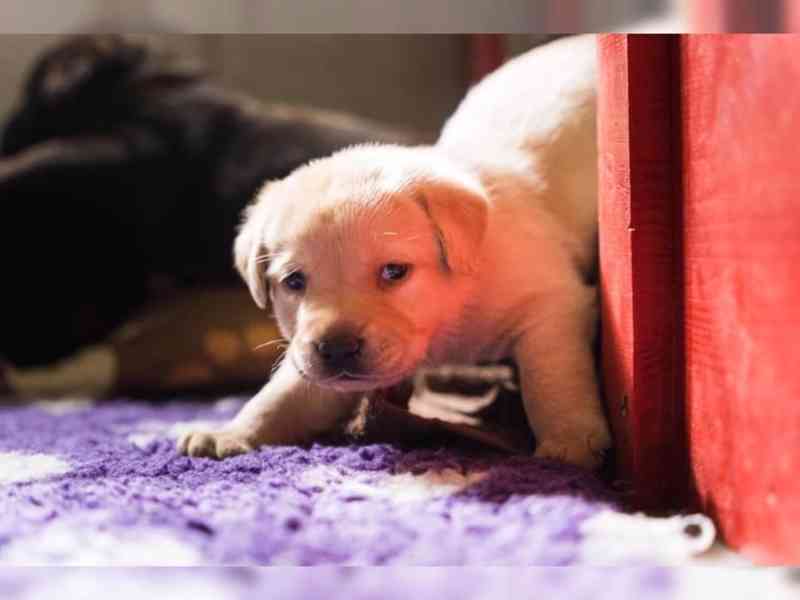 Labrador štěně s PP - foto 3