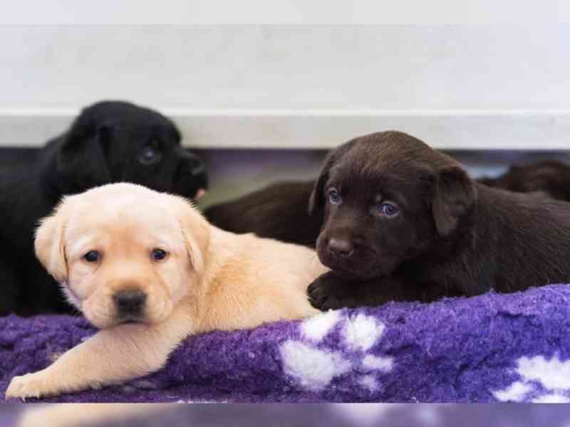 Labrador štěně s PP - foto 4
