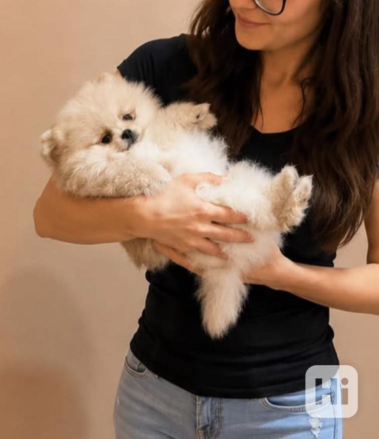 Pomeranian mini kluci - foto 1