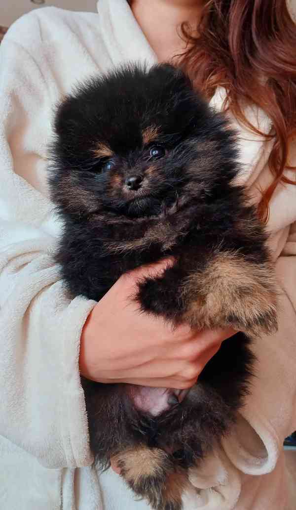 Pomeranian mini kluci - foto 3
