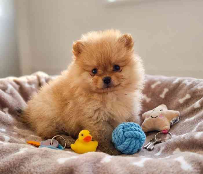 Pomeranian mini kluci - foto 2