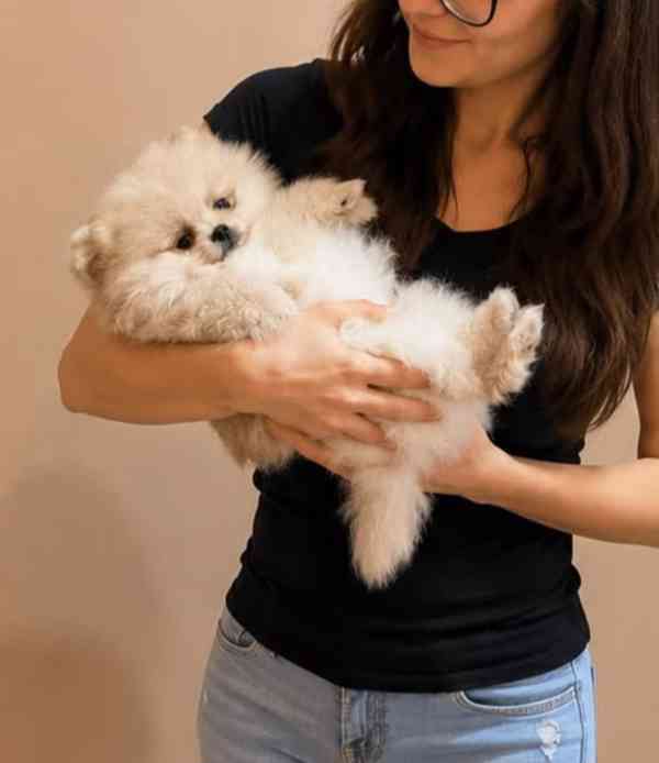 Pomeranian mini kluci - foto 1