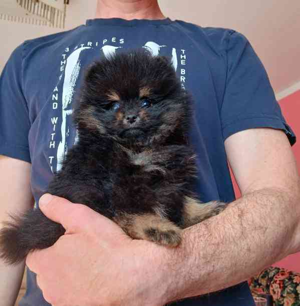Pomeranian mini kluci - foto 4