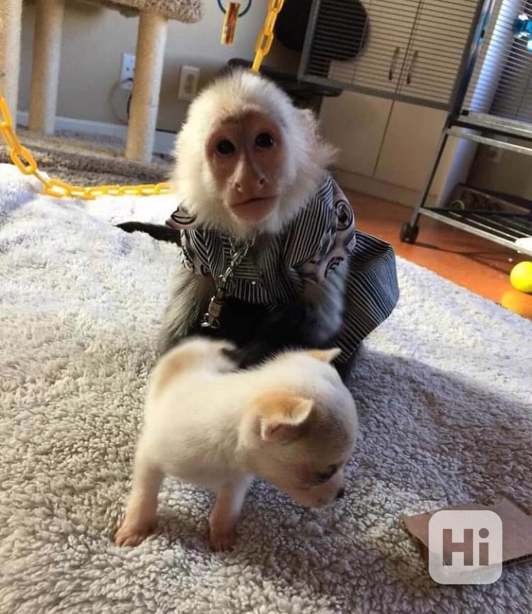 Roztomilé kapucínské opice k dispozici  - foto 1