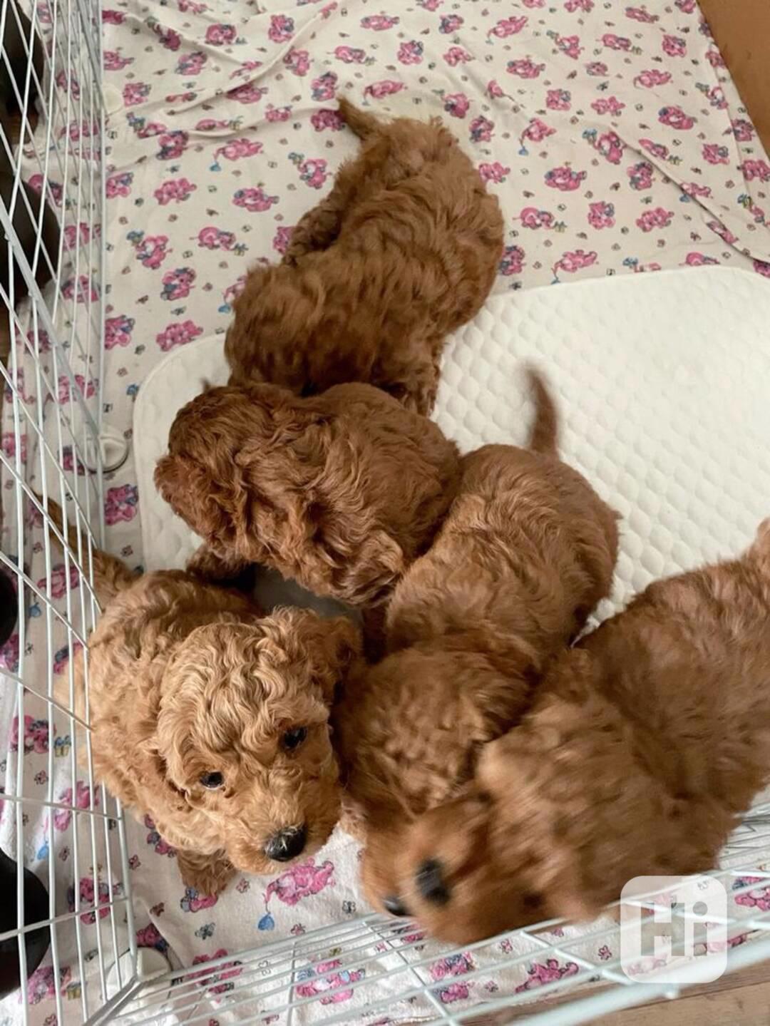 štěňata cavapoo - foto 1