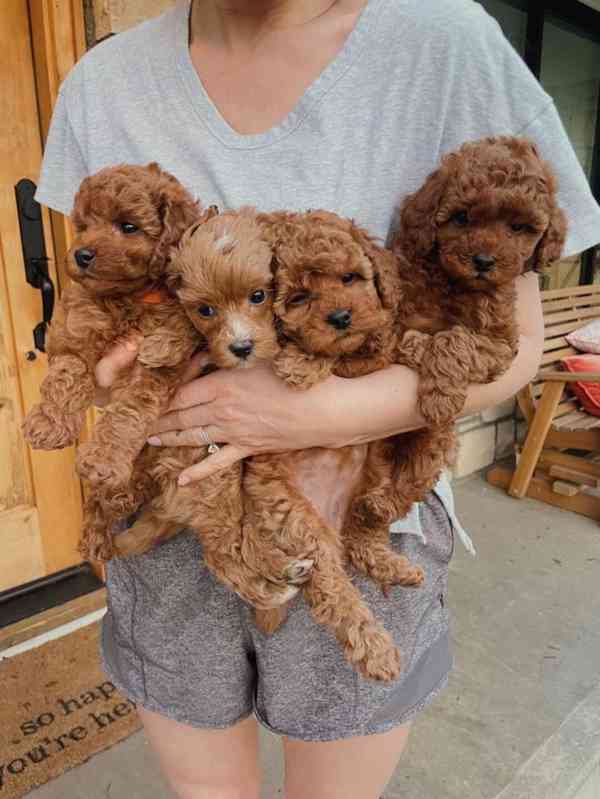 štěňata cavapoo - foto 5