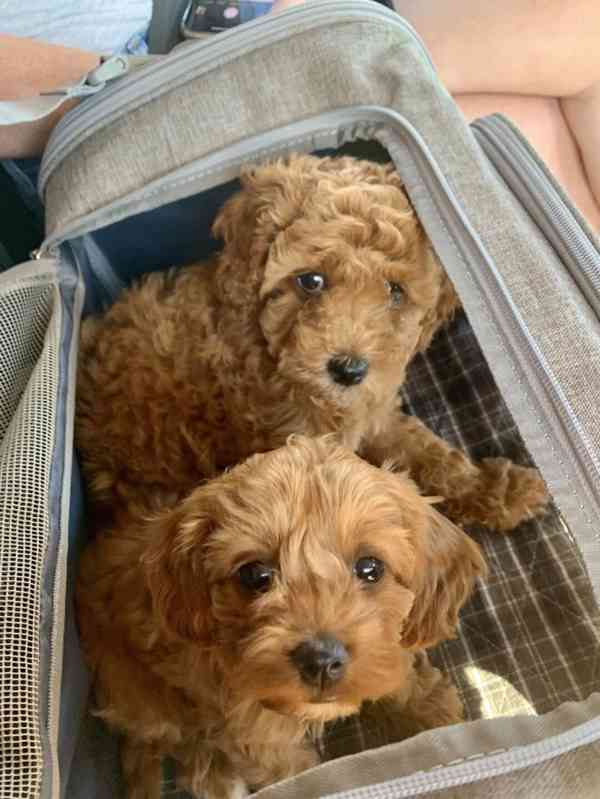 štěňata cavapoo - foto 4