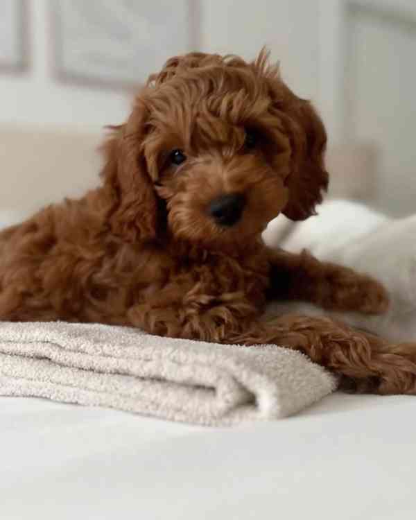 štěňata cavapoo - foto 2