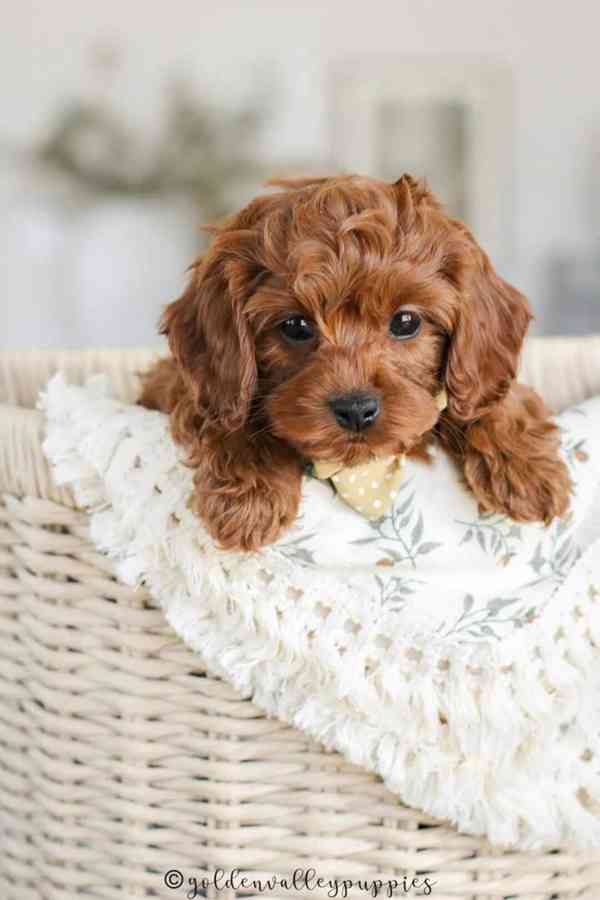 štěňata cavapoo - foto 3
