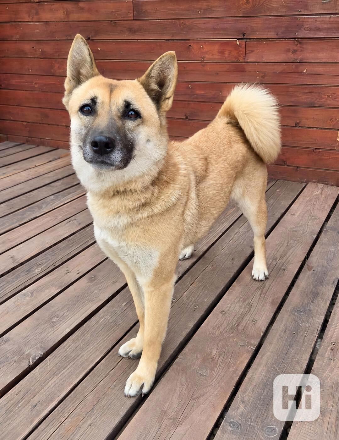 REBECCA - 12 kg, kastrovaná fenečka 2 roky  - foto 1