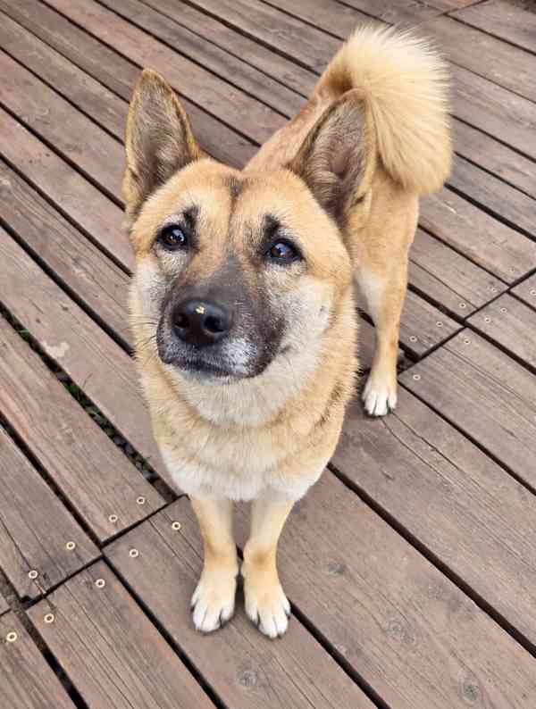 REBECCA - 12 kg, kastrovaná fenečka 2 roky  - foto 3
