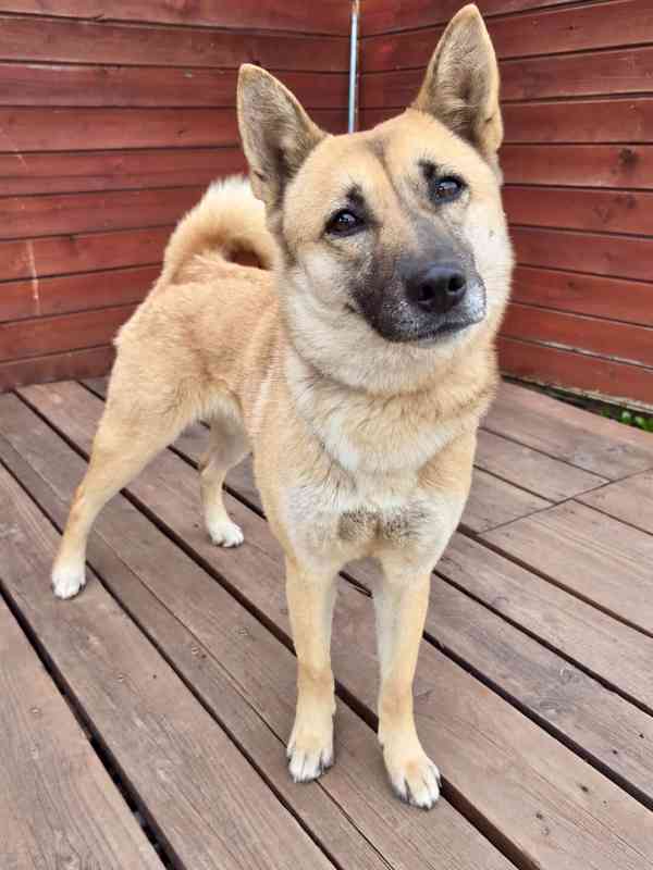 REBECCA - 12 kg, kastrovaná fenečka 2 roky  - foto 4
