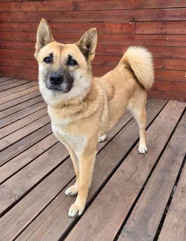 REBECCA - 12 kg, kastrovaná fenečka 2 roky  - foto 1
