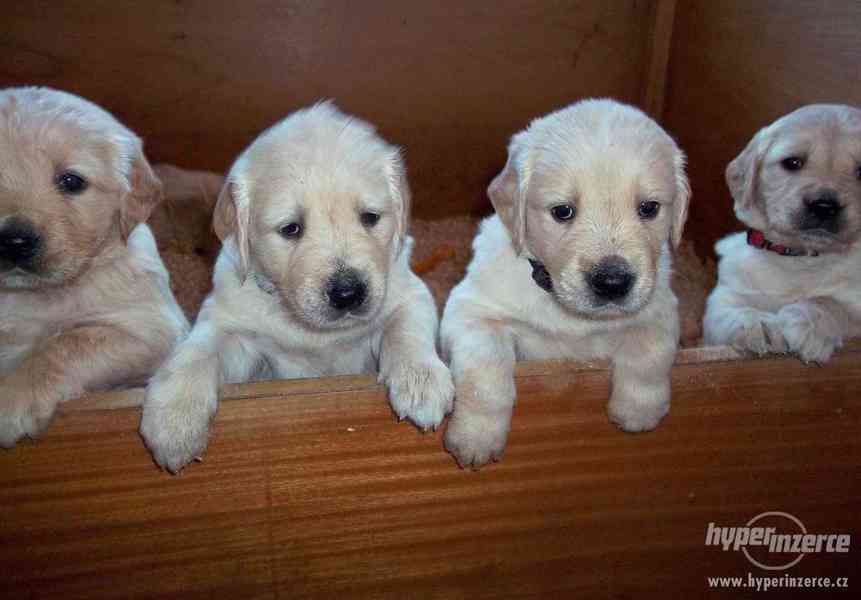 Zlatý retrívr - Golden Retriever - foto 1