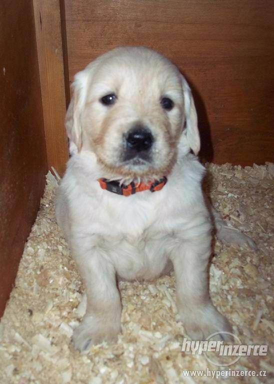 Zlatý retrívr - Golden Retriever - foto 2