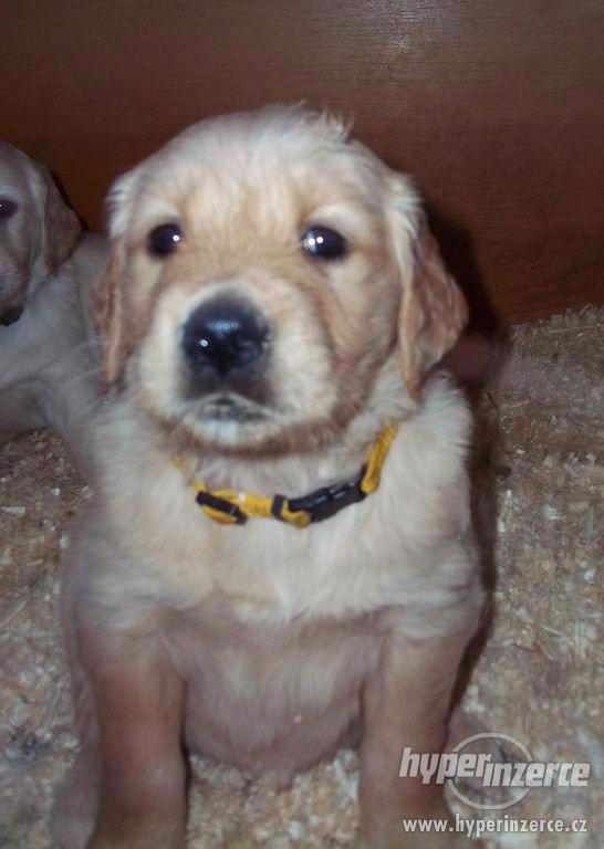 Zlatý retrívr - Golden Retriever - foto 3