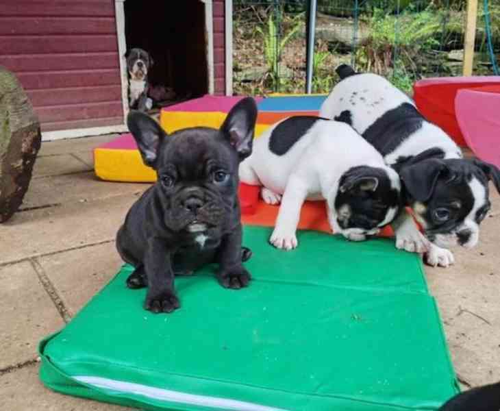 štěňata francouzského buldoka - foto 1