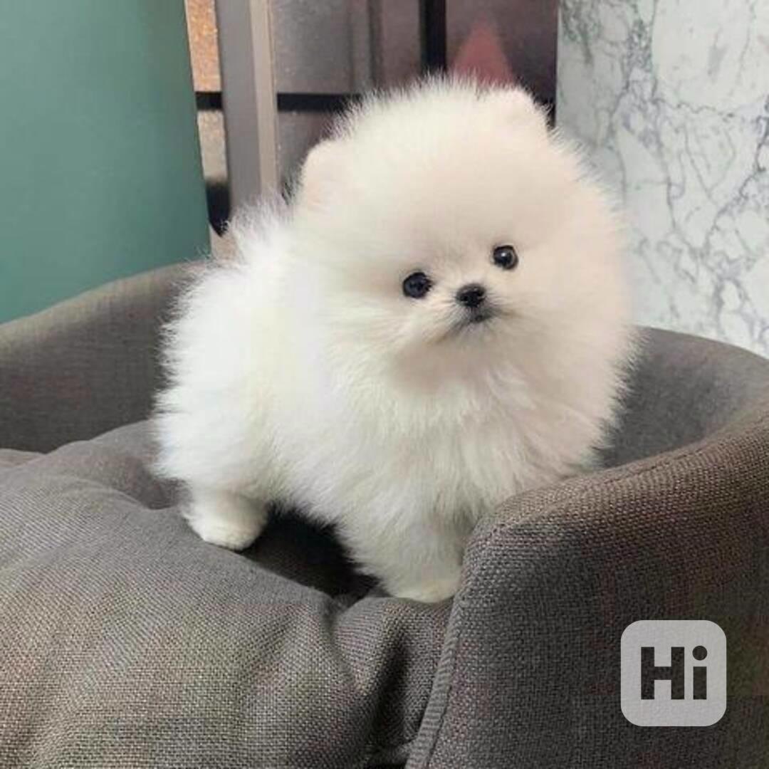 Pomeranian Štěňata - foto 1
