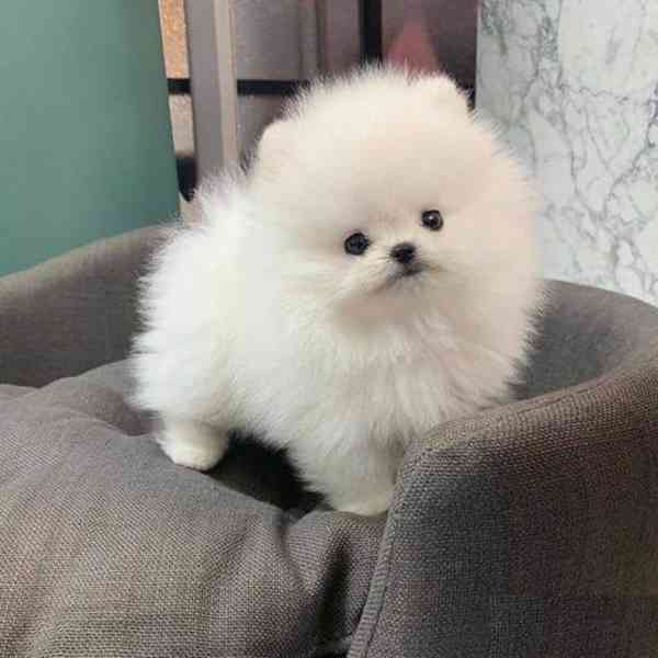 Pomeranian Štěňata - foto 1