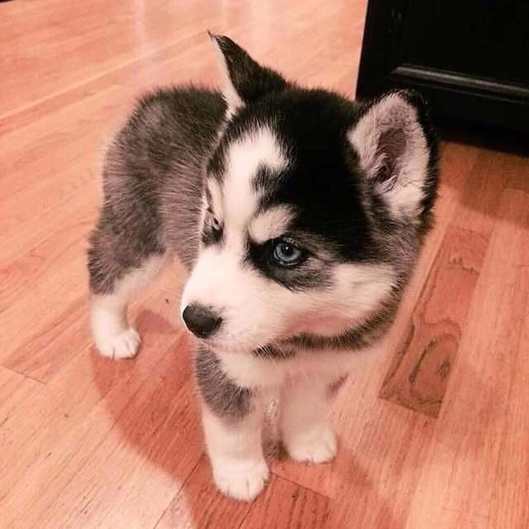 Sibiřský husky (fena) s PP k prodeji - foto 1