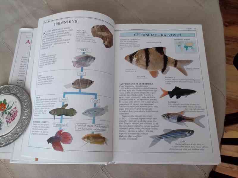 Akvarijní ryby - pouhým okem - foto 5
