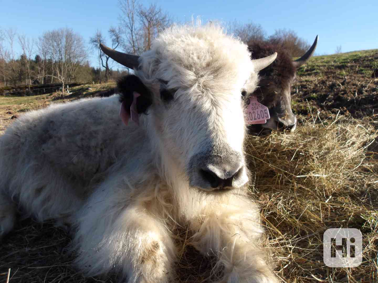 Jak domácí (Tibetský-Himálajský skot), Dzo, telata a na chov - foto 1