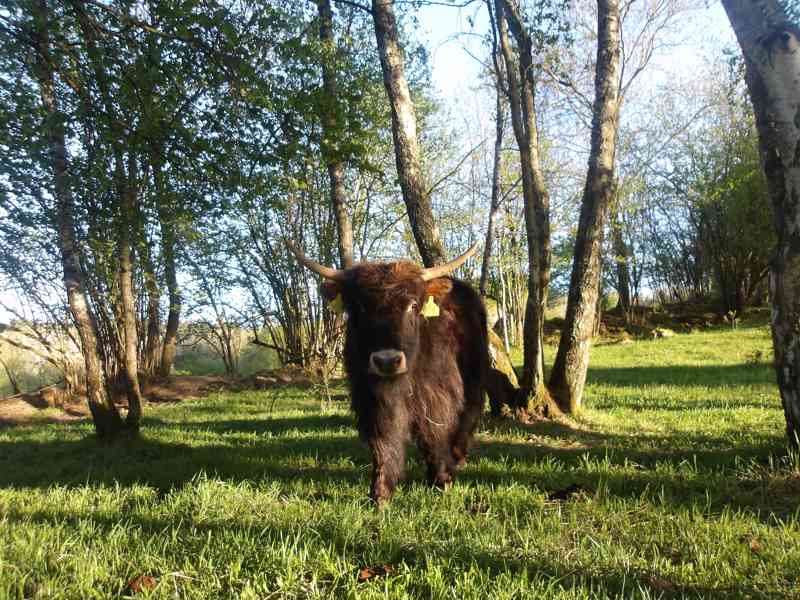 Jak domácí (Tibetský-Himálajský skot), Dzo, telata a na chov - foto 13
