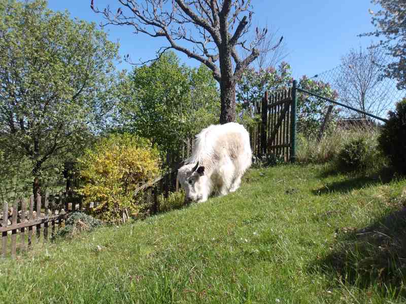 Jak domácí (Tibetský-Himálajský skot), Dzo, telata a na chov - foto 14